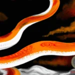 Unlocking the Mysteries of Orange Black and White Snake Dreams