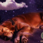 Sleeping Dog Dream Meaning