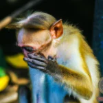 Unlocking the Symbolism: Monkey Biting Hand Dream Meaning