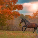 Riding a Brown Horse Dream Meaning