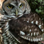 Injured Owl Dream Meaning: Decoding the Symbolism Behind Your Dream