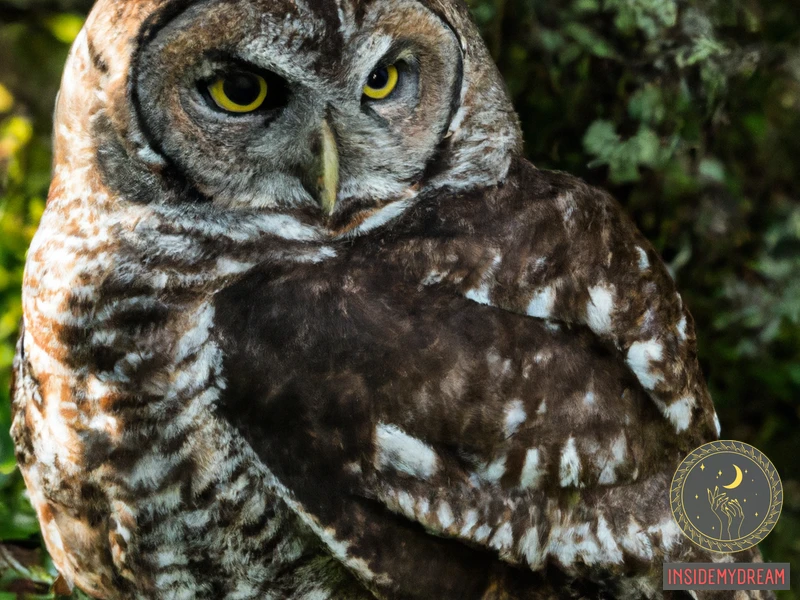 injured-owl-dream-meaning-decoding-the-symbolism-behind-seeing-an