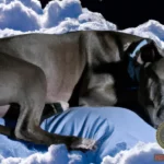 Understanding the Symbolism of Dreams about Grey Pitbulls