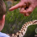 Unveiling the Symbolism in Pointing Dad to the Rattlesnake Dream