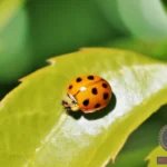 Discover the Symbolism and Interpretation of an Orange Ladybug Dream