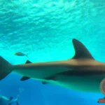 Decoding the Meaning of Dreaming about a Friendly Shark