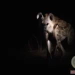 Exploring the Symbolic Meaning of Hyena Attack Dreams