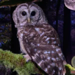 Unlocking the Symbolism: Barred Owl Dream Meaning
