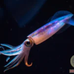 Unveiling the Secrets of Squid Dream Meanings
