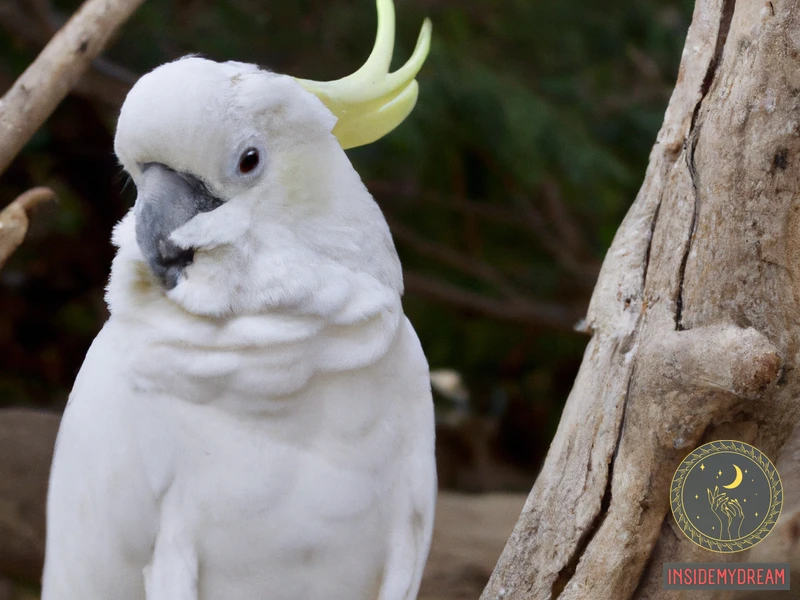 Symbolism Of White Cockatoo