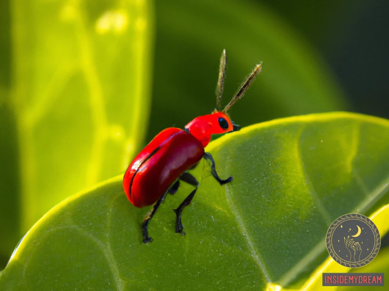 What Do Red Beetles Symbolize?