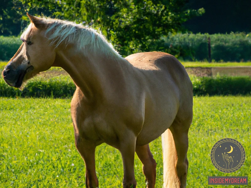 What Is A Palomino Horse?