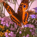 Unlocking the Secrets: Brown Butterfly Dream Meaning