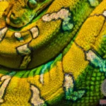 Unveiling the Burmese Python Dream Meaning