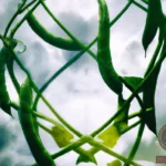 Unraveling the Hidden Meaning of String Beans Dreams