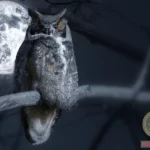 Unlocking the Mystery: Seeing a Great Horned Owl Dream Meaning