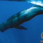 Decoding the Sperm Whale Dream Meaning