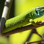 Unlocking the Hidden Messages: Lizard Dream Meaning