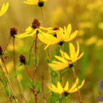 Unveiling the Significance of Yellow Flowers in Dreams