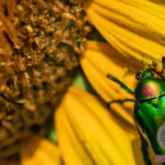 Decoding the Symbolism of Figeater Beetle Dreams