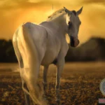 Decoding the Symbolism: Selling a Horse Dream Meaning
