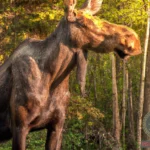 Unlocking the Symbolism: Exploring the Meaning of a Dream About a Female Moose