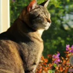 The Symbolic Meaning of Grey Tabby Cat Dreams