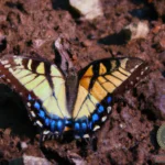 The Butterfly from a Lost Loved One Dream Meaning