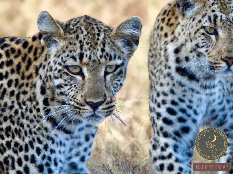 The Power And Elegance Of Leopards