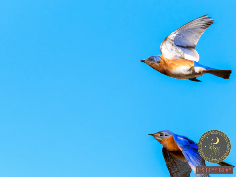 The Symbolism Of Bluebirds