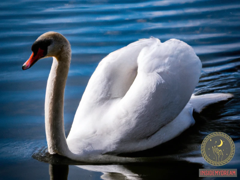 Understanding Swan Symbolism